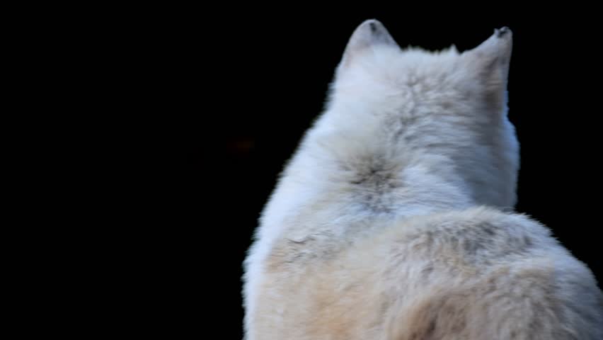 Observant polar wolf on slow-motion footage, white fur visible. | Shutterstock HD Video #1109263239