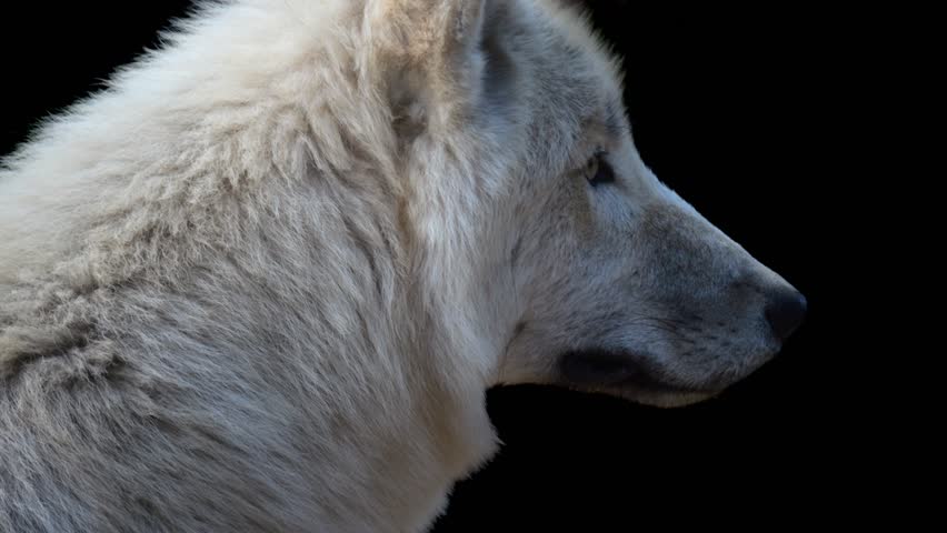 Slow-motion video: Polar wolf cautiously on the lookout. | Shutterstock HD Video #1109263259