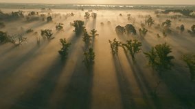 Fog nature sun morning river forest view lanscape travel foggy - Powered by Shutterstock - Get 15% off with code: PIKWIZARD15