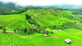 The rice terraces follow the contours of the land, curving gently around the slopes, adapting to the natural topography. A testament to the intimate knowledge the local farmers have of their land.
