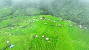 Stunning rice terraces, sculpted by hand, form intricate landscapes, resembling nature's staircases, captured majestically from above by drone. (Pa Pong Piang, Chiang Mai Province, Thailand). 4K.
