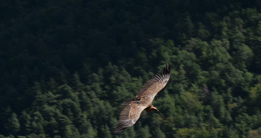 Griffon vulture flying over the Jonte  Gorges, Lozere department, France