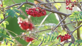On a sunlit morning, video captures ripe Rowan berries. This elegant, mystical tree repels witches, foresees the future, and sustains wildlife in woods and towns