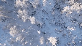 Vertical video. Top view of snow-covered trees in a frozen sunny winter forest.