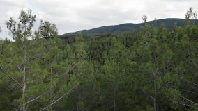 Slow orbit drone video of pine dense forest panning right mountain background cloudy