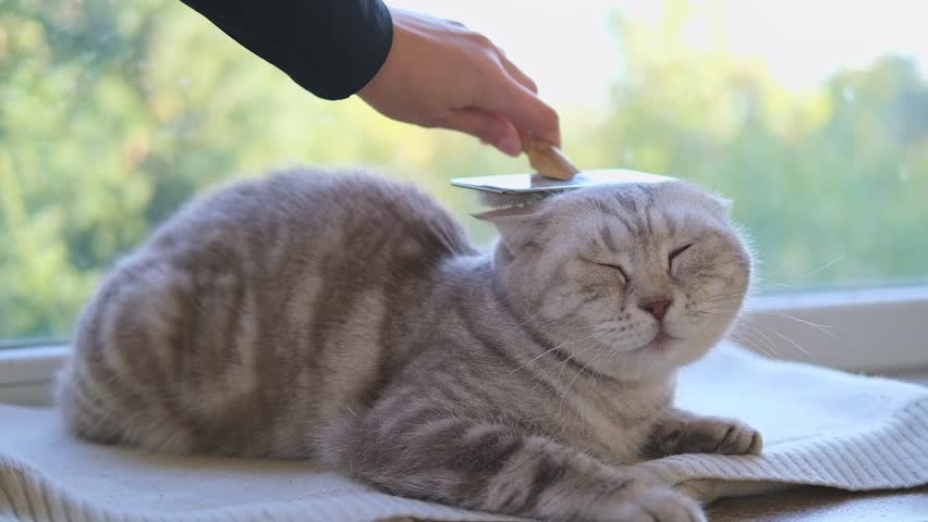 Portrait of a grey cat that a woman hand is combing, brushing. Slow motion Royalty-Free Stock Footage #1109277275