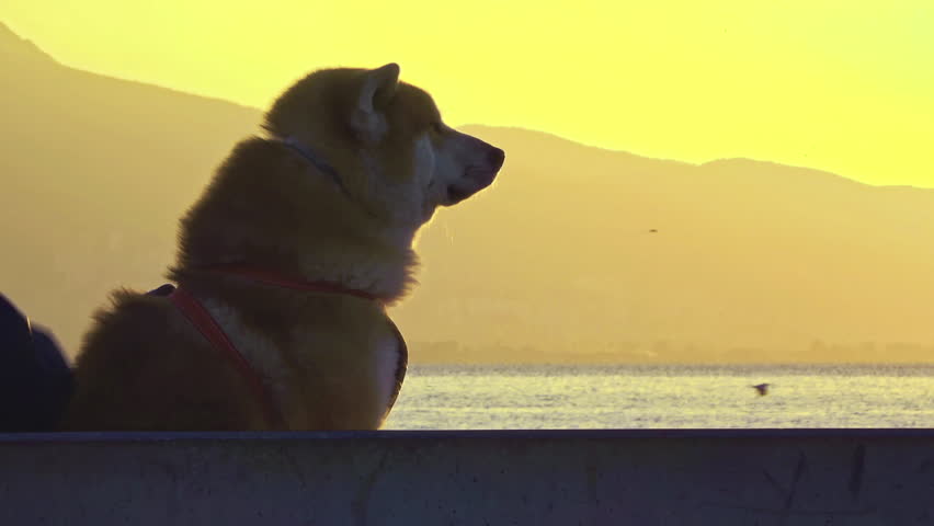 Dog Sitting By The Sea Next To The Mountains Watching His Surroundings Curiously Footage. Royalty-Free Stock Footage #1109277797