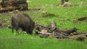 Wild boars graze in a clearing with stones. 4K Video