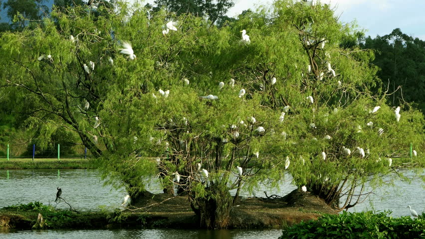 great egret birds flock. group of great white egret birds on the top of trees inside a wild jungle. big white birds family. animals and wildlife 4k. Birds Sitting on a branch at the rainforest