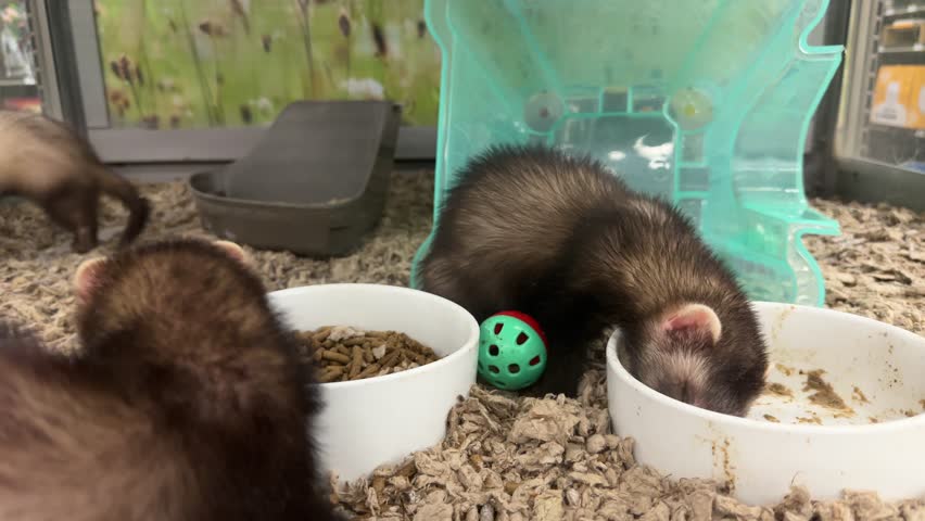 Two Ferrets Play While Another Ferret Eats Food at a Pet Store in Slow Motion