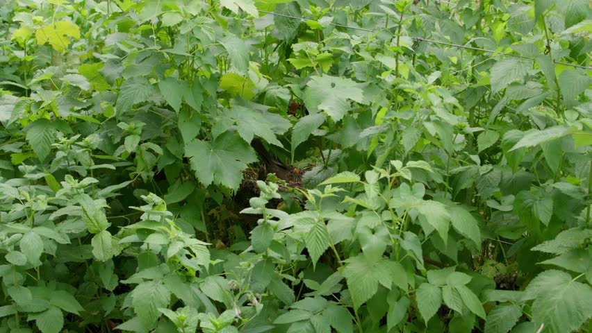 Song Thrush (Turdus philomelos) Bird Behind Dense Shrub Plants. Static Shot Royalty-Free Stock Footage #1109281493