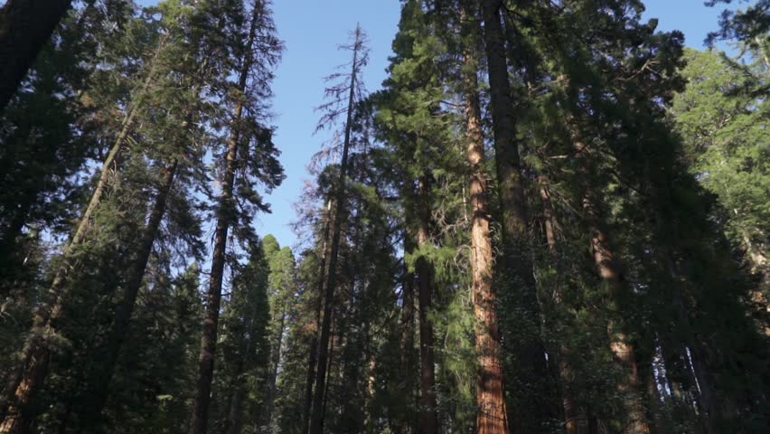 PONDEROSA-PINE Footage, Videos and Clips in HD and 4K - Avopix.com