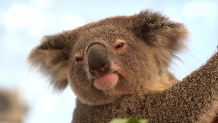 Extreme close up head shot of a sleepy koala, phascolarctos cinereus with fluffy fur, dazing and resting on the tree with eyes half closed and slowly turn its head away.