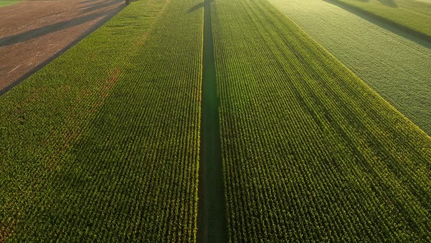 Golden corn field in tassel. Aerial tilt up revealing picturesque sunrise over rural farmland on summer morning.