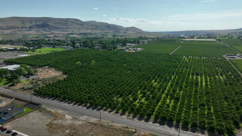 Drone shot of a fruit orchard in Eastern Washington's Benton City. Royalty-Free Stock Footage #1109285635