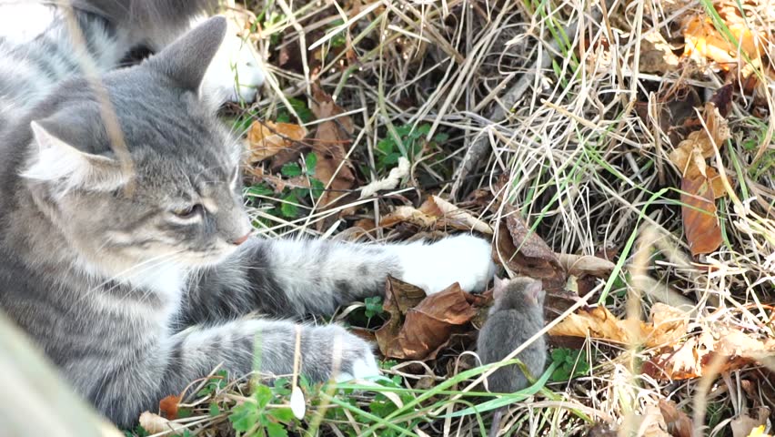 Cat playing with little mouse in backyard, hunts in high grass outdoors. Pet catches rodents. Grey and white cat plays with a mouse in the garden. Concept of natural instincts in pets. Slow motion