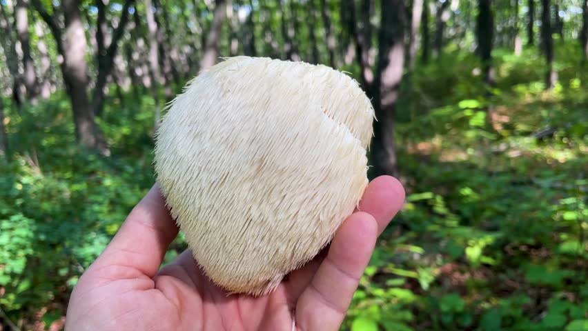 Lion's Mane mushroom on the hand in the autumn forest	 Royalty-Free Stock Footage #1109289875