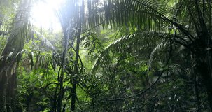 Green jungle rain background landscape. Lush forest tropical environment - Powered by Shutterstock - Get 15% off with code: PIKWIZARD15
