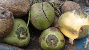 collection of fresh green coconuts