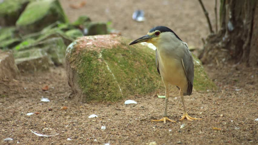 Black-crowned Night Heron Nycticorax nycticorax 4K Video