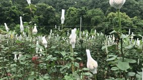 Rose flower plantation in the forest. North of Thailand. 4k video footage