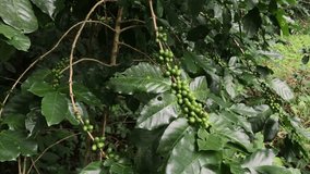 Coffee tree. Coffee green seed in the North of Thailand. 4k video footage