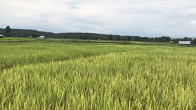 Green rice field in the north of Thailand. 4k video footage