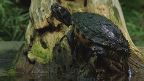 Meso-American slider. Slider Turtle. 4K Video
