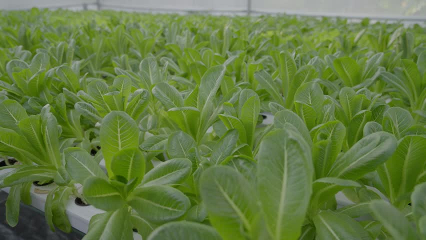 Moving shots of a Bok choy Chinese cabbage. Royalty-Free Stock Footage #1109297293