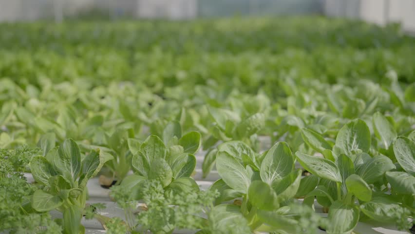 Moving shots of a Bok choy Chinese cabbage. Royalty-Free Stock Footage #1109297317