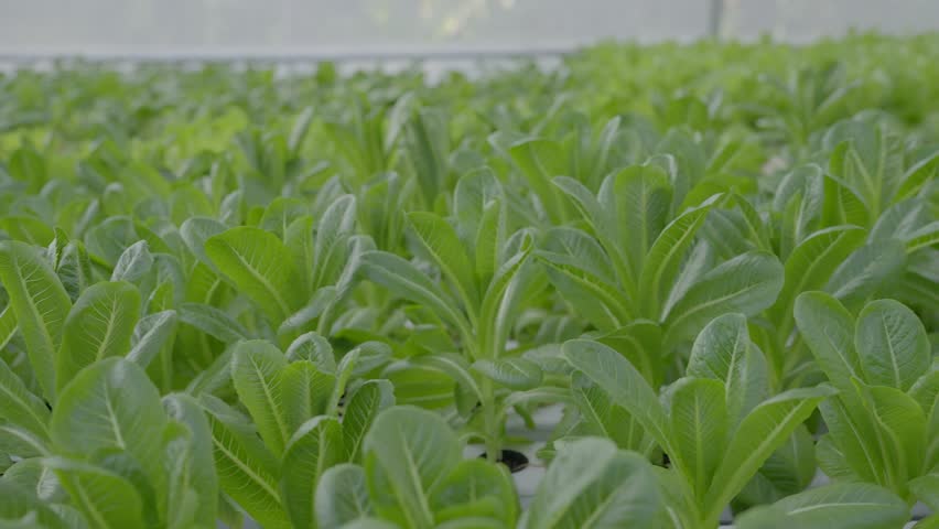 Moving shots of a Bok choy Chinese cabbage. Royalty-Free Stock Footage #1109297335