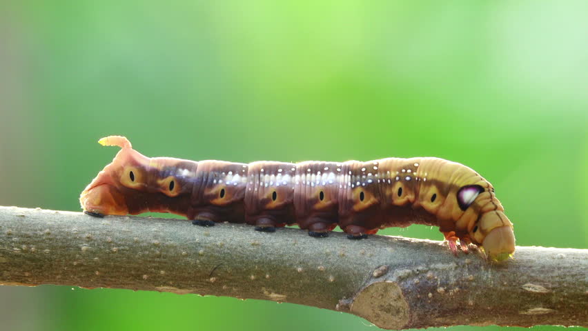 Close-up caterpillar crawling on a branch Royalty-Free Stock Footage #1109298741