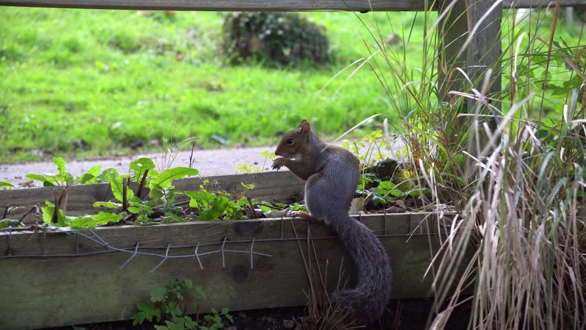 A squirrel eating in a forest
