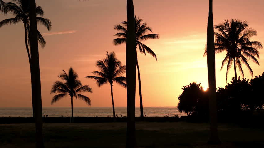 Silhouette of palm trees on beach at sunset time . Aerial move footage