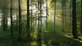 Beautiful sunlight in the green forest  - Powered by Shutterstock - Get 15% off with code: PIKWIZARD15