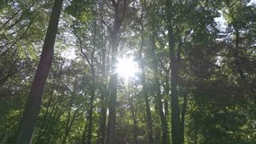 Beautiful sunlight in the forest. Sun rays emerging though the green tree branches. Magical forest with warm sunbeams illuminating green oak tree. Walk through the magic forest in the morning.  - Powered by Shutterstock - Get 15% off with code: PIKWIZARD15