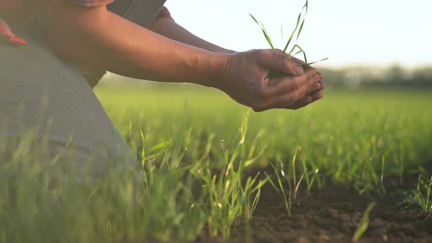 Agriculture. farmer hands are lowered plant cultivation plant. business ecology agriculture gardening concept. farmer hands are planting soil with a plant. eco agriculture lifestyle life concept | Shutterstock HD Video #1109316805