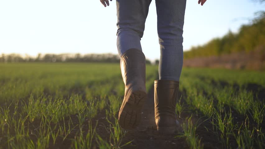 Agriculture. agriculture business farm wheat concept. Farmers feet in boots walk through a field with green sprouts of wheat at sunset. soy farm concept. farmers sunlight studying the harvest | Shutterstock HD Video #1109316807