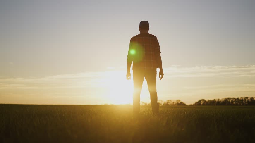 Farmer silhouette in the field. silhouette of farmer walking through a wheat field with green sprouts. agriculture business farm concept. farmer working in the field examining the harvest sunset | Shutterstock HD Video #1109316811