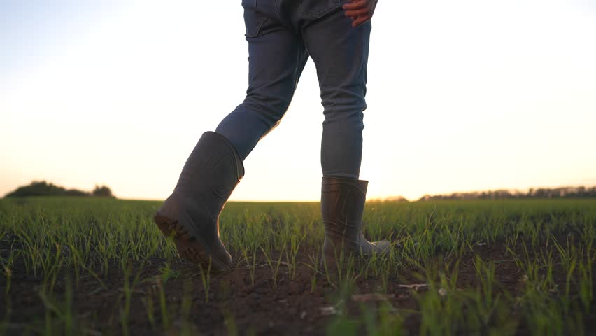 Agriculture. agriculture business farm wheat concept. Farmers feet in boots walk through a field with green sprouts of wheat at sunset. soy farm lifestyle concept. farmers studying the harvest | Shutterstock HD Video #1109316815