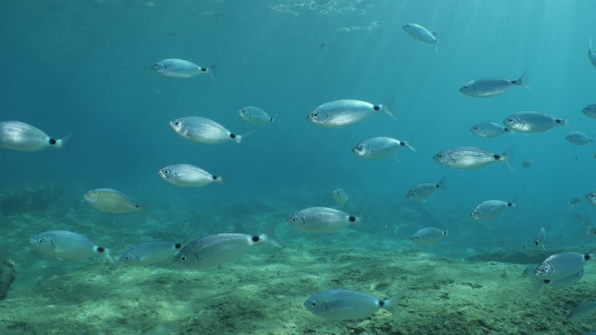 fish scenery underwater underwater mediterranean sea sun shine relaxing ocean scenery sea breams Royalty-Free Stock Footage #1109317331