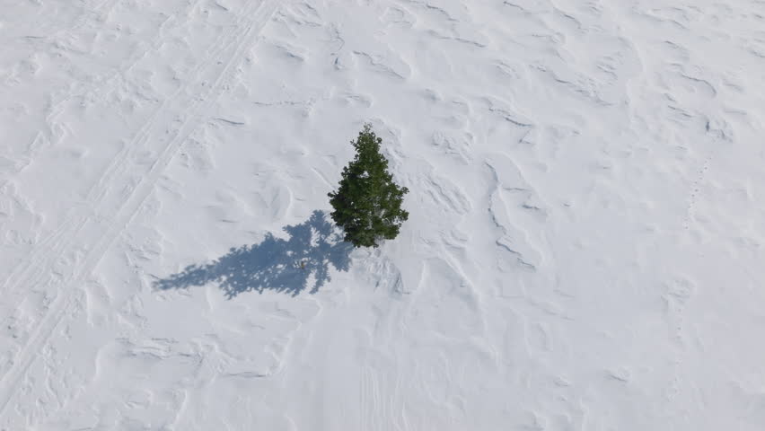 Aerial view above lonely green pine tree growing in the middle of snowy field. Winter nature landscape. Aerial top down view of green tree on sunny winter day. Winter background circling drone video