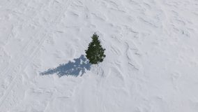 Aerial view above lonely green pine tree growing in the middle of snowy field. Winter nature landscape. Aerial top down view of green tree on sunny winter day. Winter background circling drone video