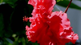 Beautiful close up video of a hibiscus 