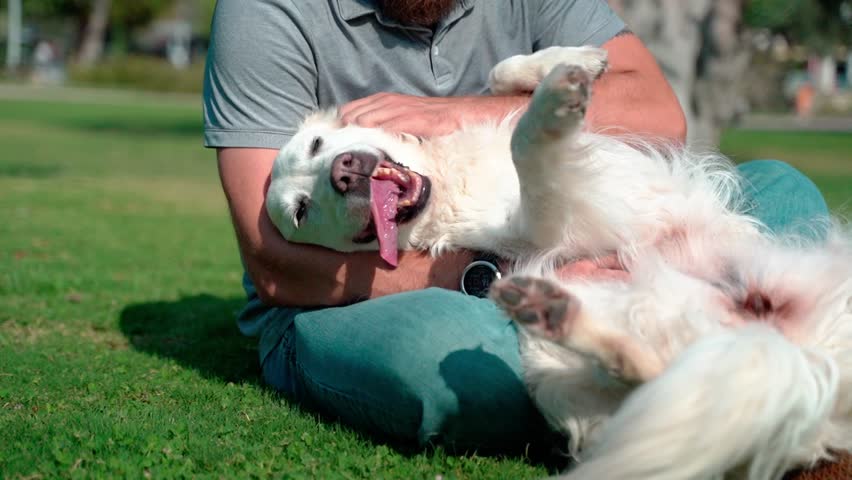Man pet owner plays with his happy pet dog golden retriever outside on lawn public park during summer. Royalty-Free Stock Footage #1109323463