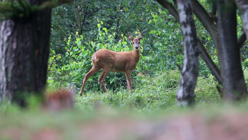 Roe deer standing in the forest, looking to the camera, walking away - Denmark