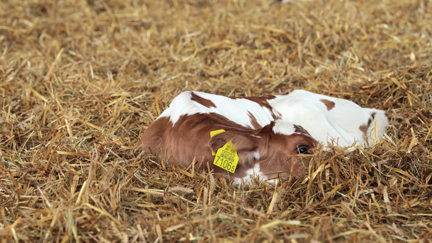 newborn cute calf at a dairy farm, laying in straw. Sweet Calf placidly lying between the straws at a cattle fair.