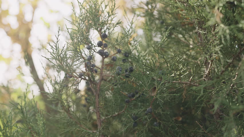 Slow motion closeup shot of juniper tree with berries Royalty-Free Stock Footage #1109329285