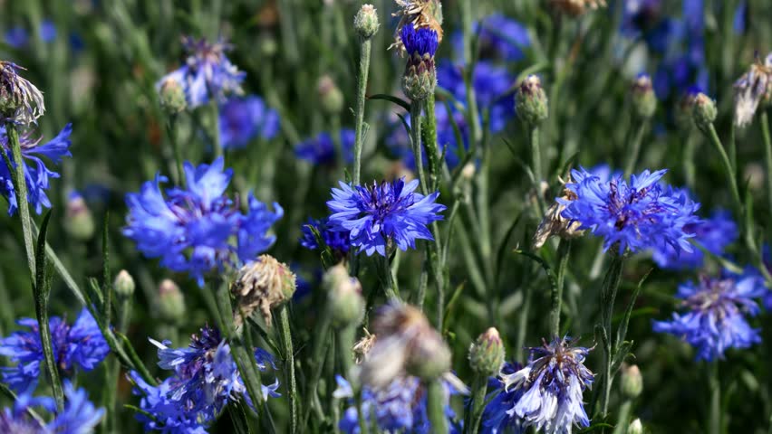 A sea of cornflowers, a journey through the colors and scents of nature Royalty-Free Stock Footage #1109329487