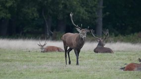 Slow motion video of red deer with one antler